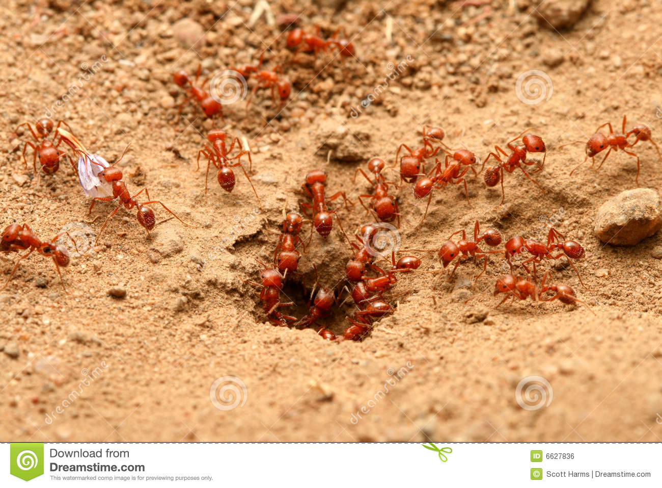 Go Back   Gallery For   Red Ant
