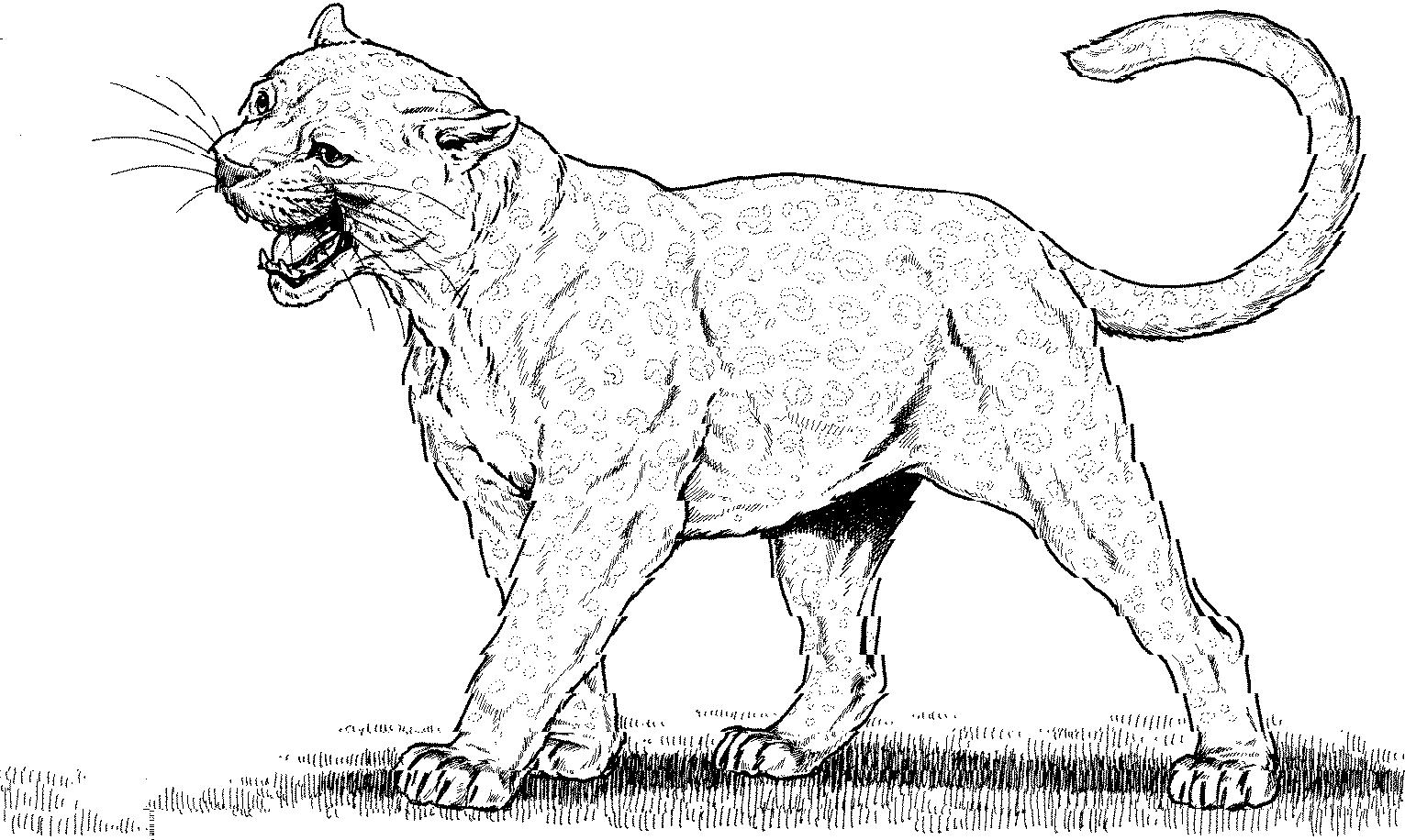 Puma And Cougar Coloring Pages   Only Coloring Pages