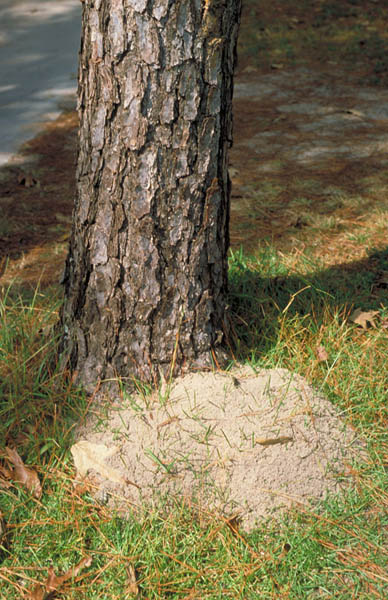 Tree Trunk Fire Ant Mound On Tree Trunk