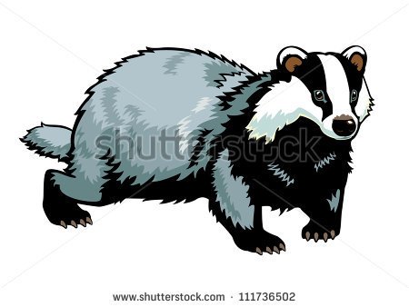Badger  Vector Picture Isolated On White Background   Stock Vector