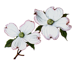 Dogwood Flower Clip Art   Clipart Best