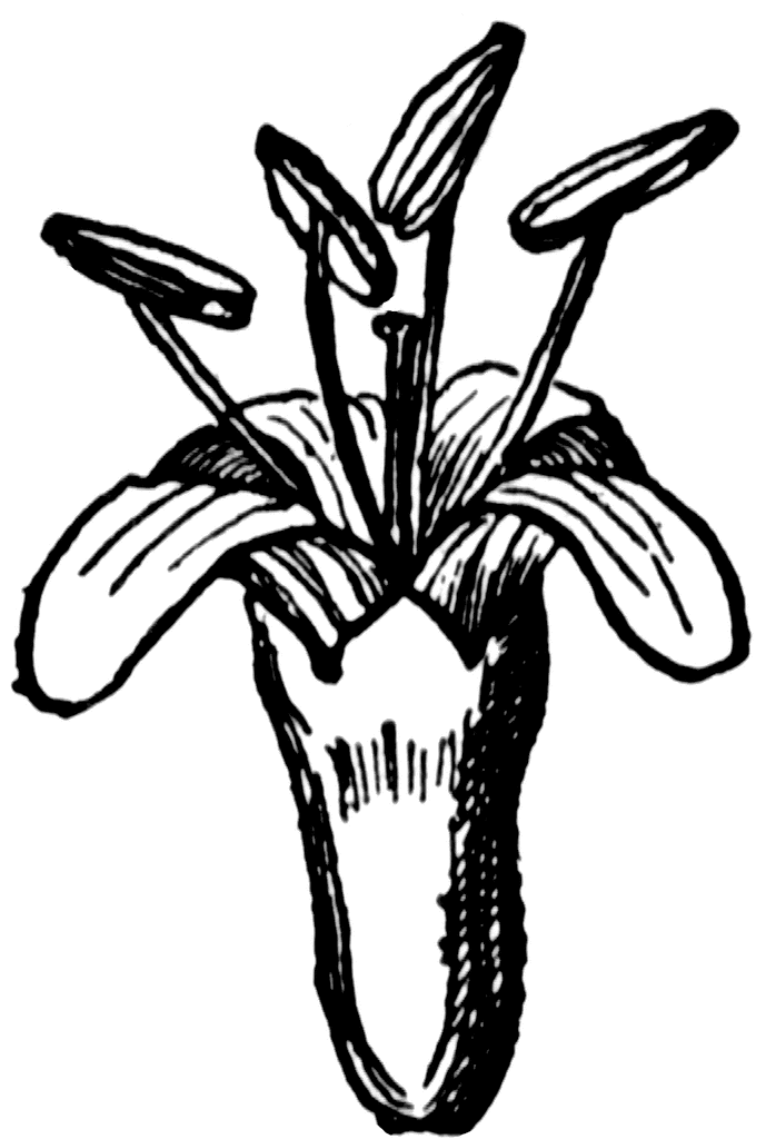 Dogwood Flower   Clipart Etc