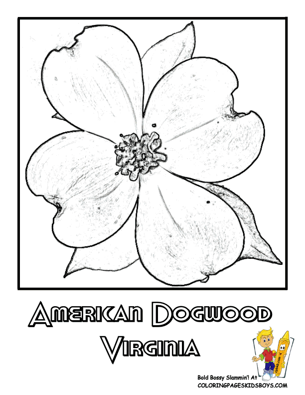 Dogwood Flower Colouring Pages