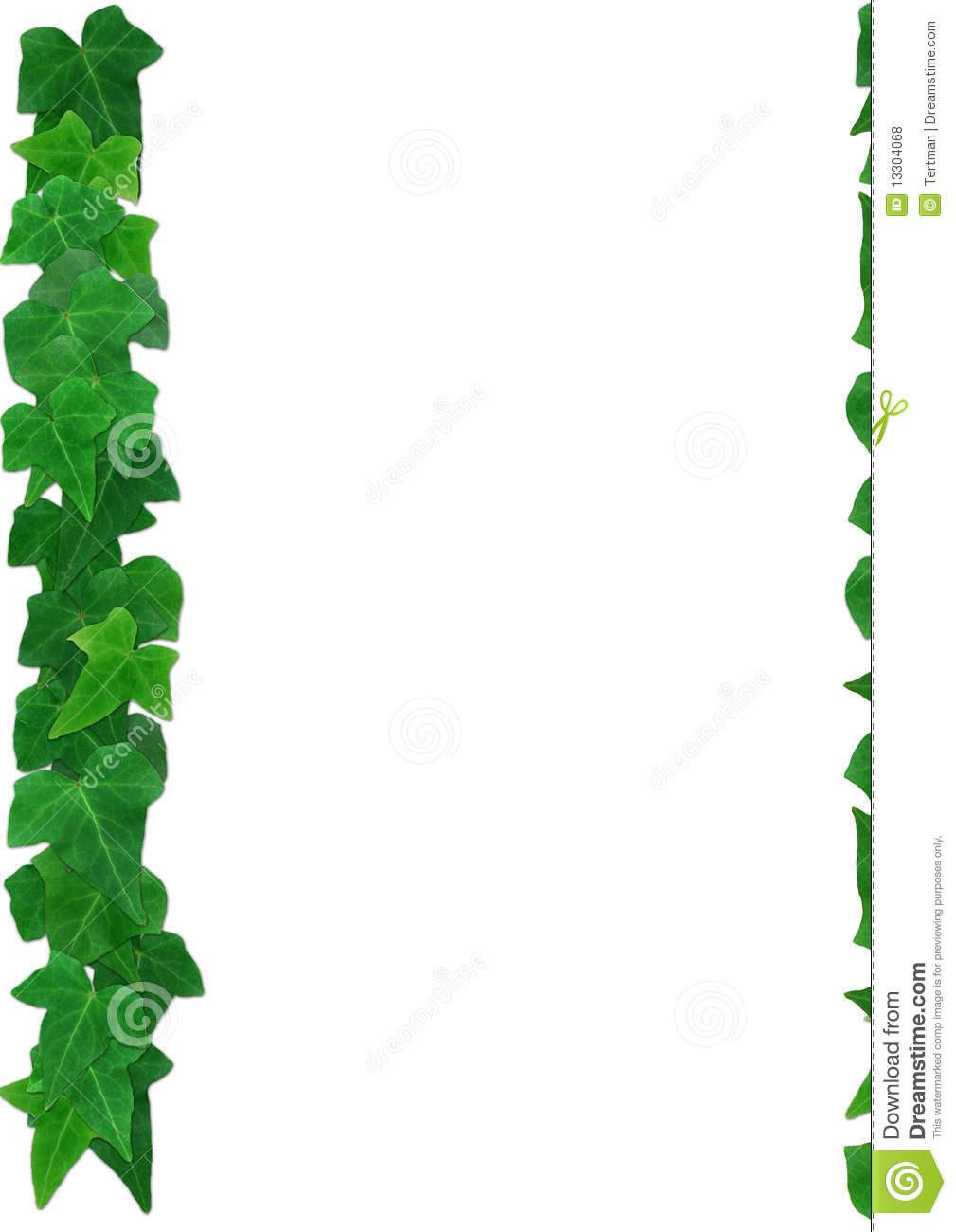 English Ivy Leaves Frame On A White Background Royalty Free Stock    