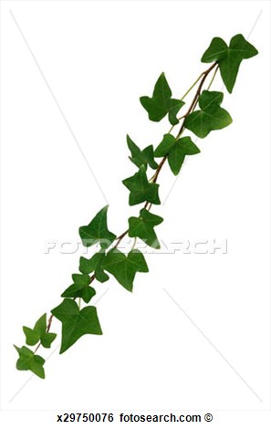 English Ivy View Large Photo Image Clipart