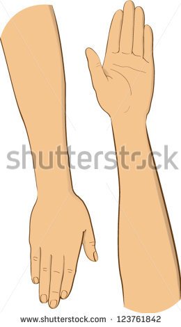 Hand Arm Stock Photos Images   Pictures   Shutterstock