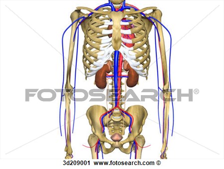Anterior View Of Urinary System And Surrounding Skeleton  View Large