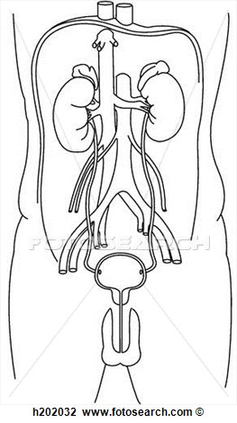 Clip Art   Urinary System Anterior  Fotosearch   Search Clipart    