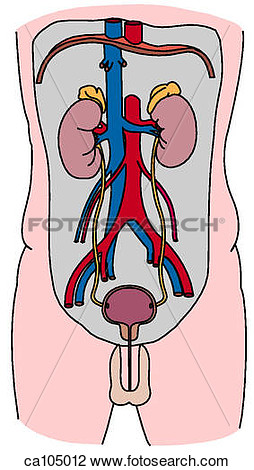 Clip Art   Urinary System  Fotosearch   Search Clipart Illustration