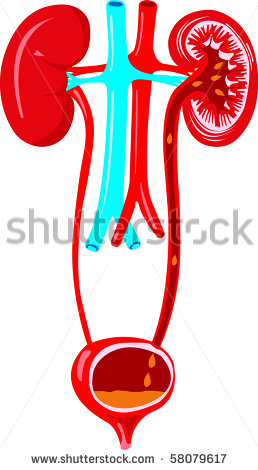 Go Back   Pix For   Urinary System Clipart