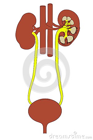 Image Of Urinary System Royalty Free Stock Images   Image  35780529