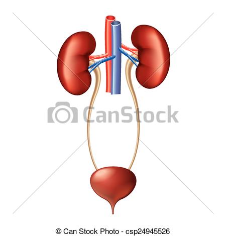 Of Urinary System Anatomy Isolated On White Vector   Urinary    