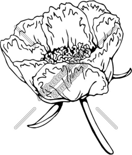 Peony Clipart And Vectorart  Misc Graphics   Flowers Vectorart And    