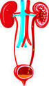 Pin Urinary System Clipart On Pinterest