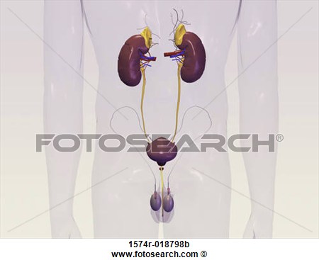 Stock Illustration   Male Urinary System  Fotosearch   Search Clipart