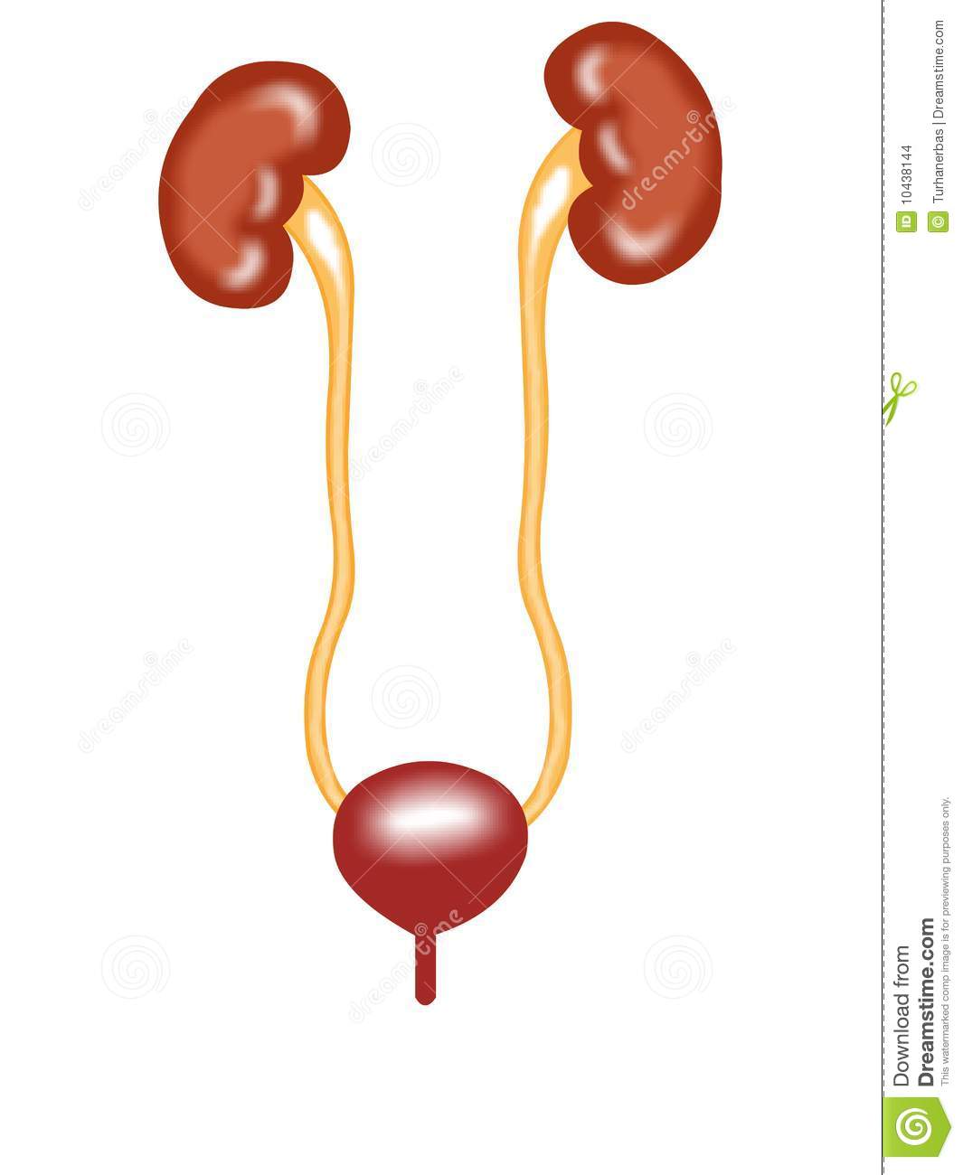 Stock Images  Front View Of Urinary Tract