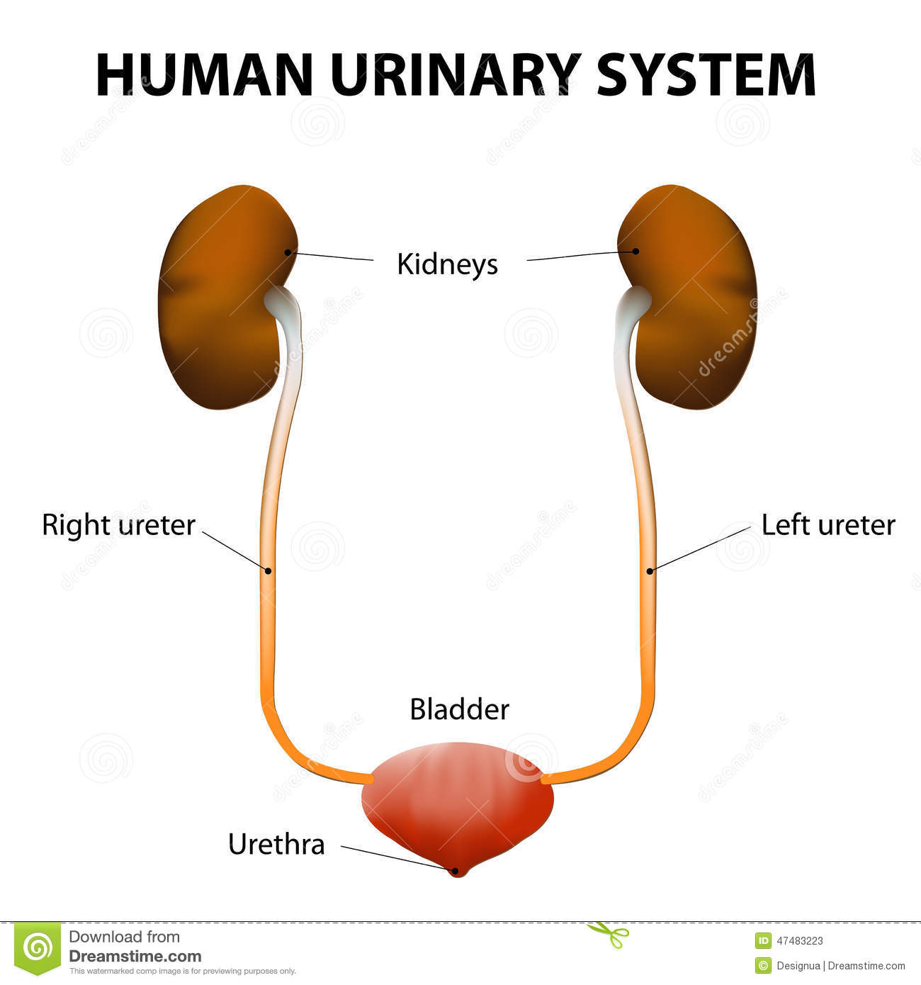 The Human Urinary System Includes The Kidneys Ureters Urinary