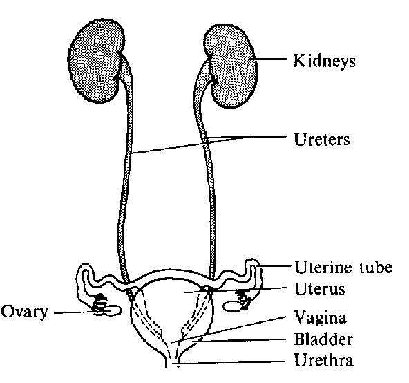 Urinary System Clipart Arthurs Medical 6