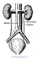 Urinary System Clipart Clip Art Of Urinary System