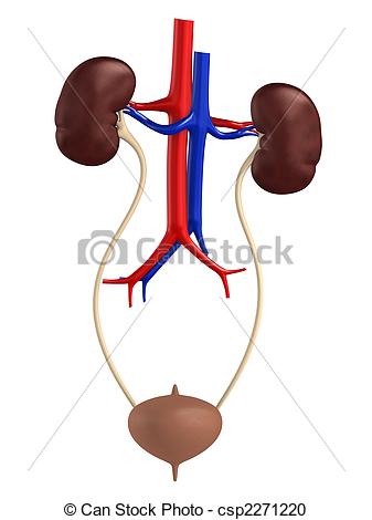 Urinary System Clipart   Crazy 4 Images