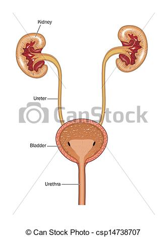 Urinary System Clipart   Crazy 4 Images