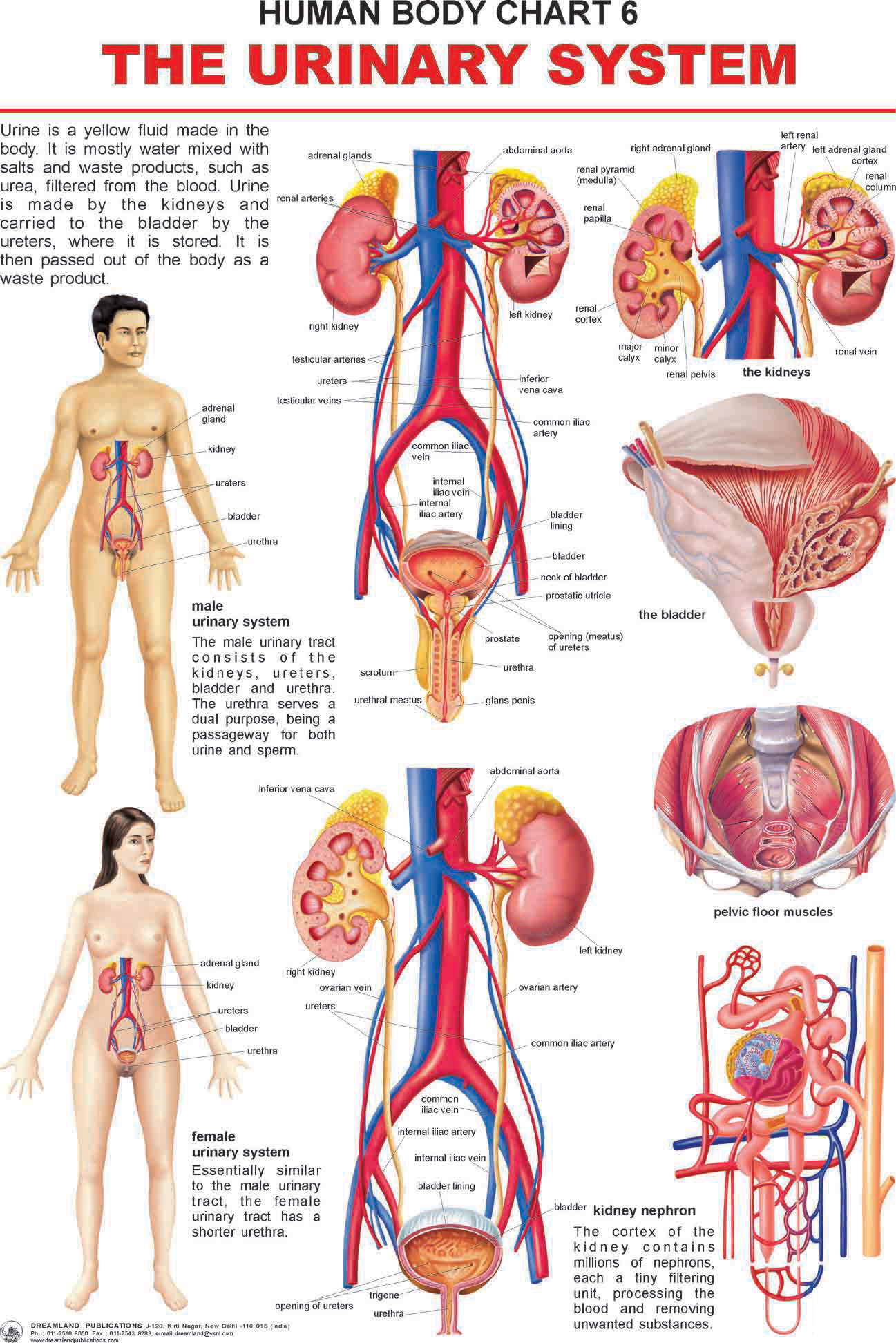 Urinary System Clipart   Crazy 4 Images 