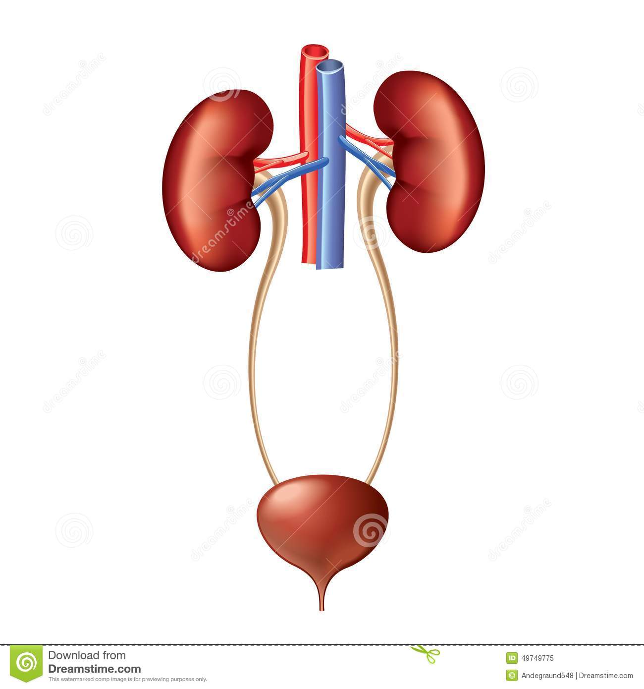 Urinary System Clipart Urinary System Anatomy