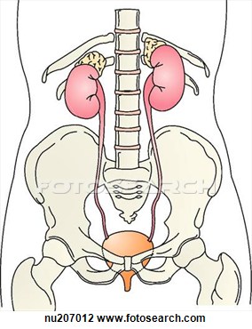 Urinary System Kidney Ureters And Bladder View Large Illustration