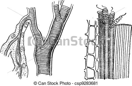 Vector   Insect Trachea And Tracheae Plant Vintage Engraving    Stock