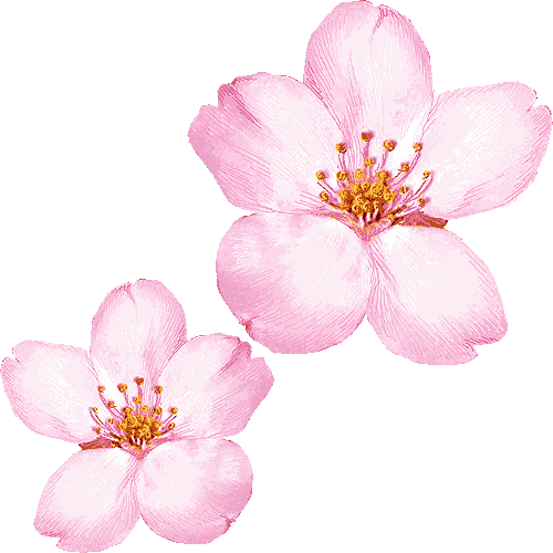 Cherry Blossom Clip Art 080210  Vector Clip Art   Free Clipart Images