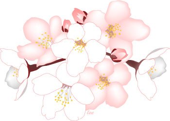 Cherry Blossom Flower Clip Art Cherry Blossom Flowers Clip Art