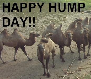 Happy Hump Day Camels