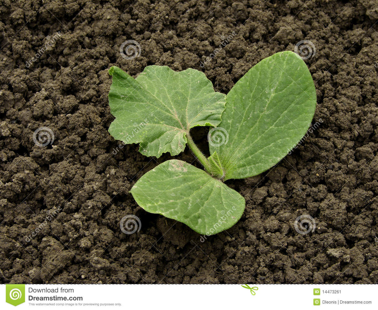 Pumpkin Sprout Stock Image   Image  14473261