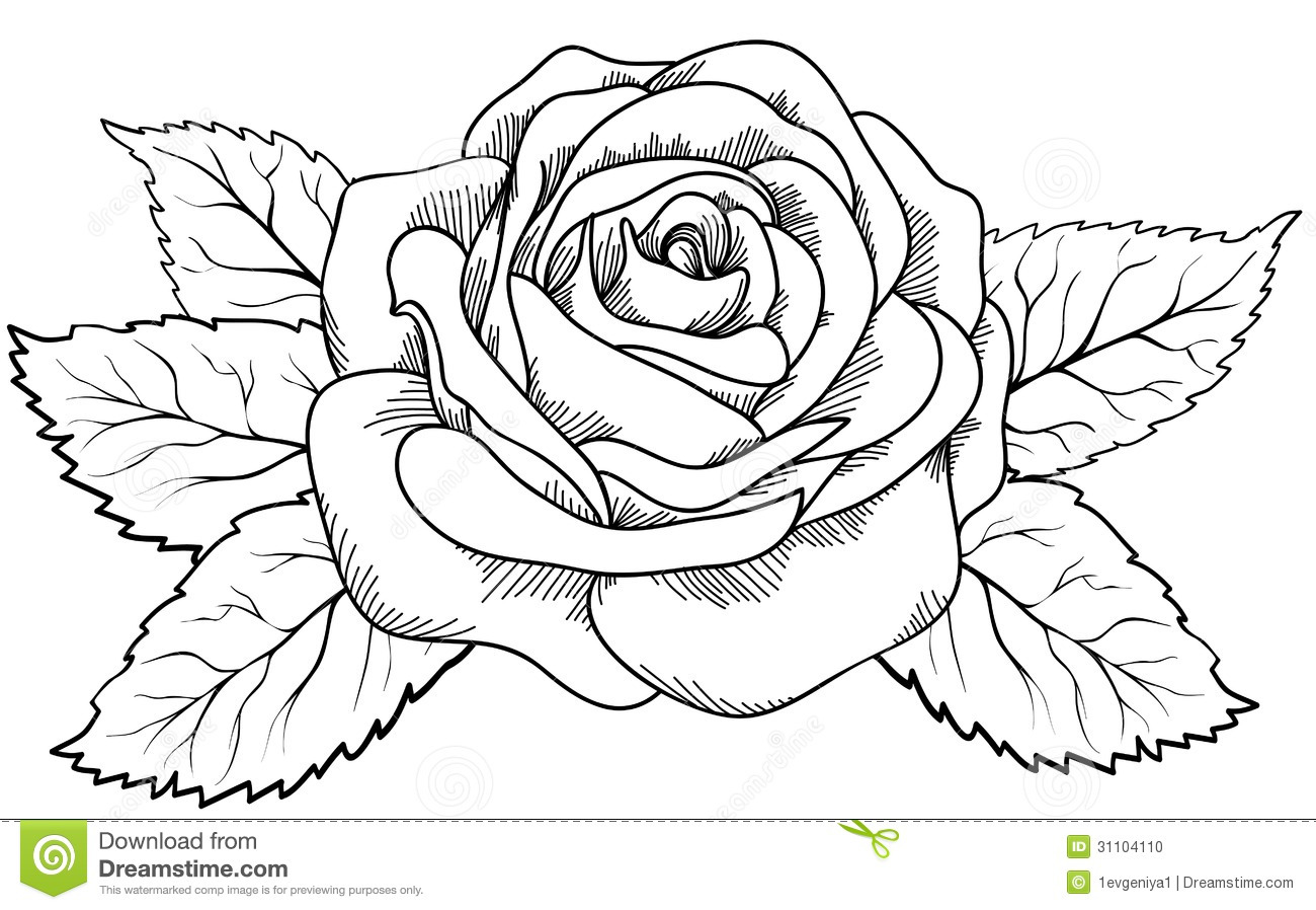 Beautiful Rose In The Style Of Black And White Engraving  Stock Photo    