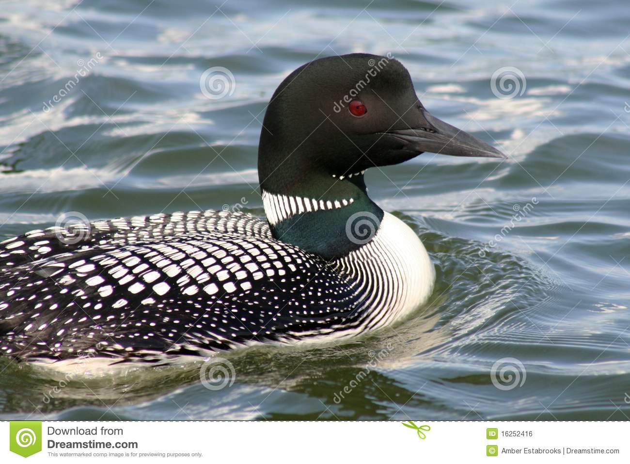 Common Loon Living On Island Lake In Northome Minnesota 
