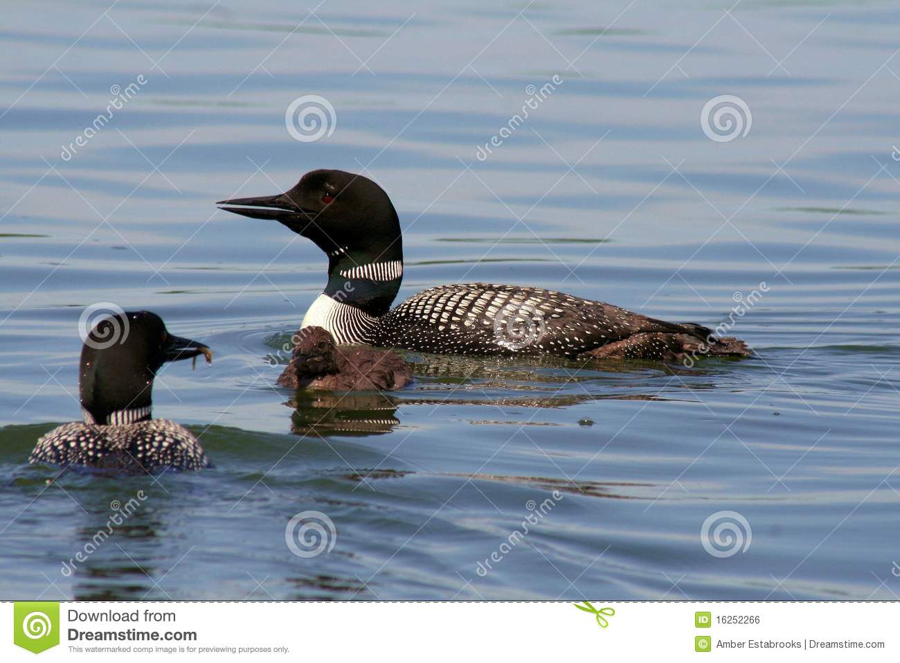 Common Loons Feeding Chick Royalty Free Stock Image   Image  16252266
