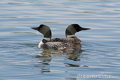 Family Of Common Loons Living On Island Lake In Northome Minnesota 