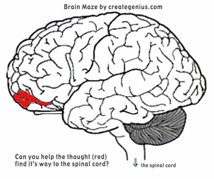 Free Clip Art Brains Science