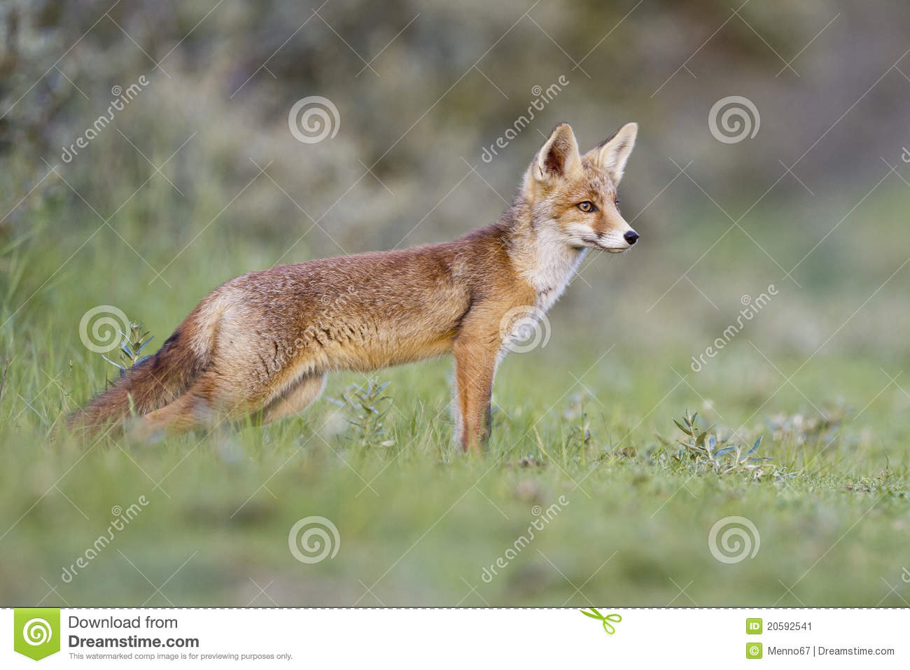 Little Red Fox Stock Image   Image  20592541