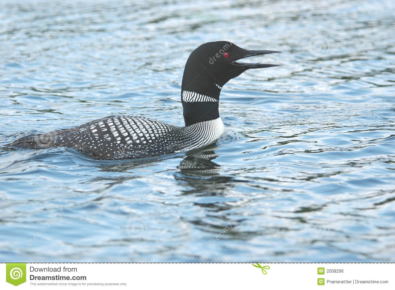 Loon Call Royalty Free Stock Image   Image  2008296