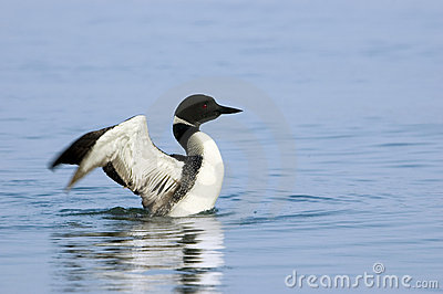 Loon Drying Its Wings Stock Images   Image  5797764