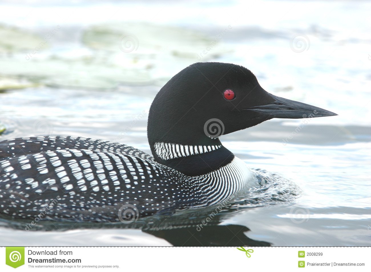 Loon Paddling In Lake Royalty Free Stock Images   Image  2008299