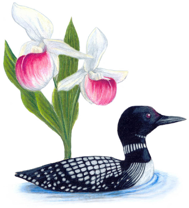 Minnesota State Bird And Flower  Common Loon   Gavia Immer   Pink And    