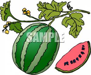     On The Vine With A Slice Cut Out   Royalty Free Clipart Picture