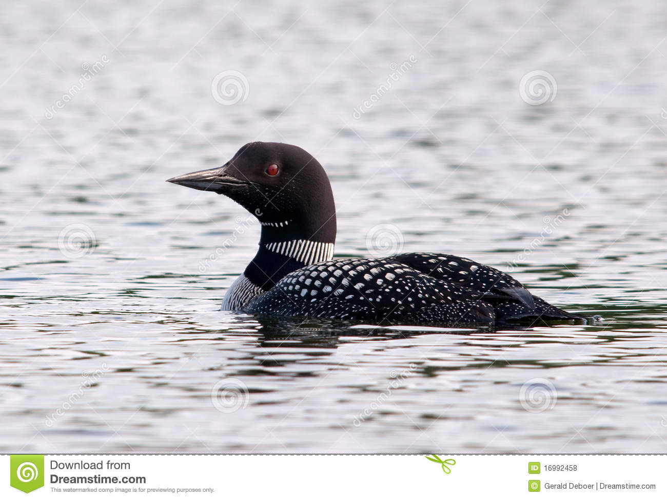 Photograph Of An Adult Common Loon Surveying His Lake While Swimming    