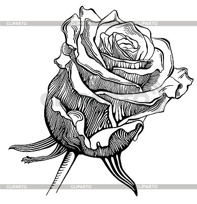 Rose Black And White Sketch Black And White Digital Drawing