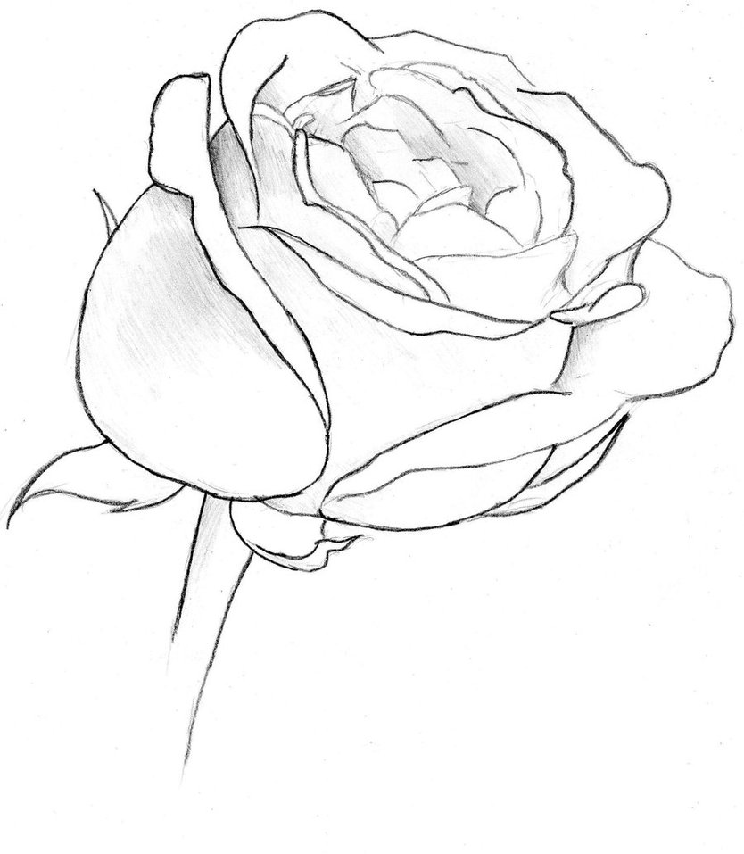 Rose Sketch By Goku Kaji On Deviantart