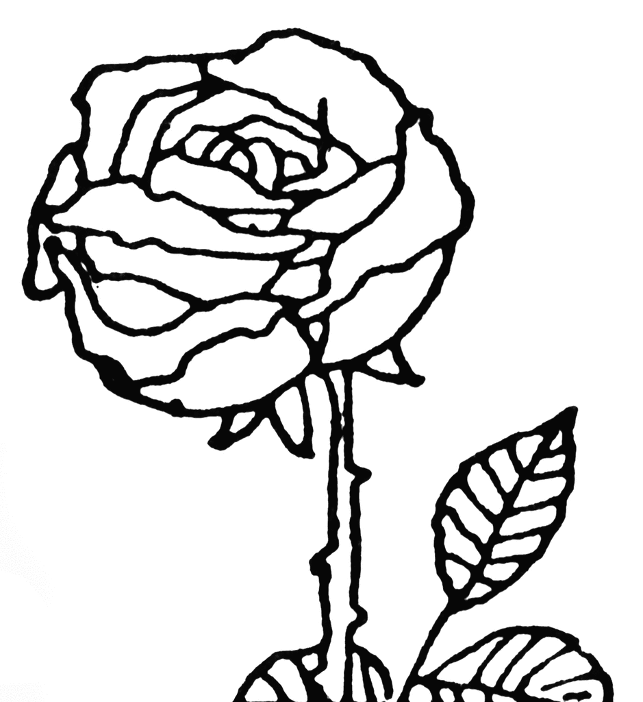 Rose Sketch Clipart Pictures