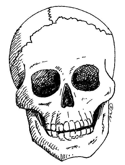 Skull   Clip Art Gallery