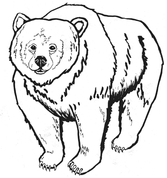 White Brown Bear Relative Bw Coloring Page Grizzly Bear Kodiak